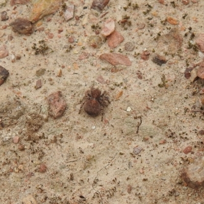 Unidentified Jumping or peacock spider (Salticidae) at Carwoola, NSW - 10 Oct 2021 by Liam.m