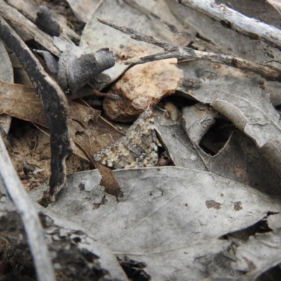 Dichromodes disputata (Scaled Heath Moth) at QPRC LGA - 10 Oct 2021 by Liam.m