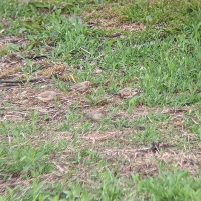 Taeniopygia guttata (Zebra Finch) at Leeton, NSW - 10 Oct 2021 by Darcy