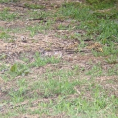 Taeniopygia guttata at Leeton, NSW - 10 Oct 2021 08:13 AM