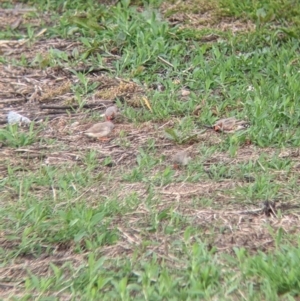 Taeniopygia guttata at Leeton, NSW - 10 Oct 2021 08:13 AM