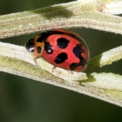 Peltoschema oceanica (Oceanica leaf beetle) at Hawker, ACT - 3 Oct 2021 by AlisonMilton