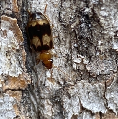Trigonothops sp. (genus) (Bark carab beetle) at Mount Jerrabomberra - 10 Oct 2021 by Steve_Bok