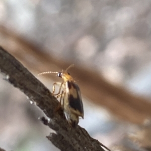 Trigonothops sp. (genus) at Jerrabomberra, NSW - 10 Oct 2021