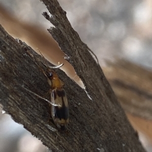 Trigonothops sp. (genus) at Jerrabomberra, NSW - 10 Oct 2021