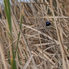 Malurus assimilis (Purple-backed Fairywren) at Leeton, NSW - 9 Oct 2021 by Darcy