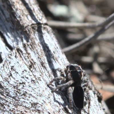 Maratus proszynskii (Peacock spider) at Tennent, ACT - 9 Oct 2021 by TimotheeBonnet