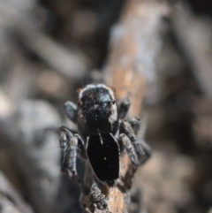 Maratus proszynskii at Tennent, ACT - 9 Oct 2021