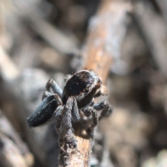 Maratus proszynskii at Tennent, ACT - 9 Oct 2021