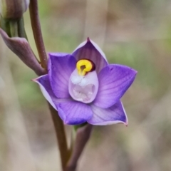 Thelymitra pauciflora (Slender Sun Orchid) at Block 402 - 10 Oct 2021 by RobG1