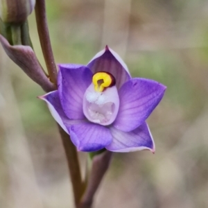 Thelymitra pauciflora at Stromlo, ACT - suppressed