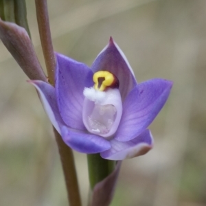 Thelymitra pauciflora at Stromlo, ACT - suppressed