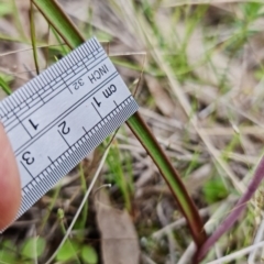 Thelymitra pauciflora at Stromlo, ACT - suppressed