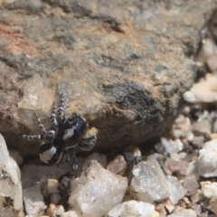 Euophryinae sp. (Rockhopper) undescribed (Euophryinae sp. (Rockhopper) undescribed) at Namadgi National Park - 9 Oct 2021 by TimotheeBonnet