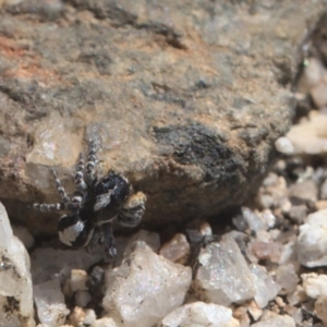 Euophryinae sp. (Rockhopper) undescribed at Tennent, ACT - 9 Oct 2021 11:30 AM