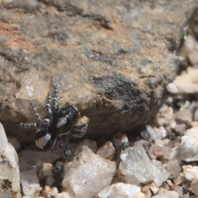 Euophryinae sp. (Rockhopper) undescribed (Euophryinae sp. (Rockhopper) undescribed) at Namadgi National Park - 9 Oct 2021 by TimotheeBonnet