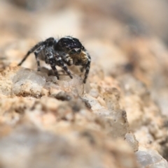 Euophryinae sp. (Rockhopper) undescribed at Tennent, ACT - 9 Oct 2021