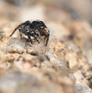 Euophryinae sp. (Rockhopper) undescribed at Tennent, ACT - 9 Oct 2021