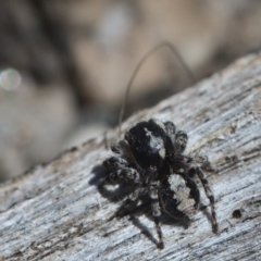Euophryinae sp. (Rockhopper) undescribed at Tennent, ACT - 9 Oct 2021