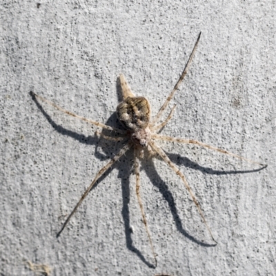 Tamopsis sp. (genus) (Two-tailed spider) at Higgins, ACT - 4 Oct 2021 by AlisonMilton