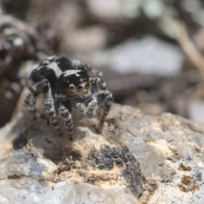 Unidentified Spider (Araneae) at Tharwa, ACT - 9 Oct 2021 by TimotheeBonnet