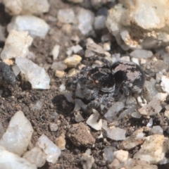 Unidentified Jumping or peacock spider (Salticidae) at Tharwa, ACT - 9 Oct 2021 by TimotheeBonnet