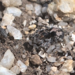 Unidentified Jumping & peacock spider (Salticidae) (TBC) at Tennent, ACT - 9 Oct 2021 by TimotheeBonnet