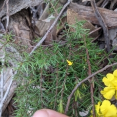Hibbertia calycina (Lesser Guinea-flower) at Acton, ACT - 9 Oct 2021 by WalterEgo