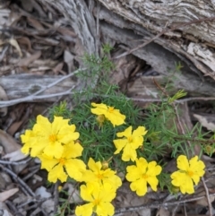 Hibbertia calycina at Acton, ACT - 10 Oct 2021 09:42 AM