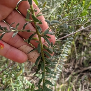 Grevillea alpina at Acton, ACT - 10 Oct 2021