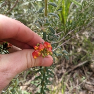 Grevillea alpina at Acton, ACT - 10 Oct 2021