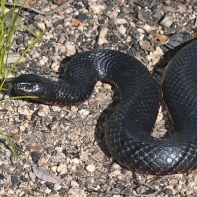 Pseudechis porphyriacus (Red-bellied Black Snake) at Namadgi National Park - 9 Oct 2021 by TimotheeBonnet
