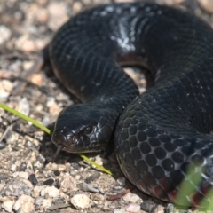 Pseudechis porphyriacus at Tennent, ACT - 9 Oct 2021