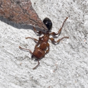 Podomyrma gratiosa at Higgins, ACT - 4 Oct 2021 12:08 PM