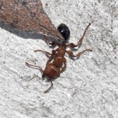 Podomyrma gratiosa (Muscleman tree ant) at Higgins, ACT - 4 Oct 2021 by AlisonMilton