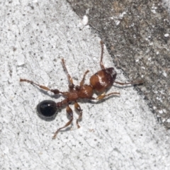 Podomyrma gratiosa at Higgins, ACT - 4 Oct 2021