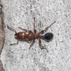 Podomyrma gratiosa at Higgins, ACT - 4 Oct 2021 12:08 PM