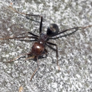 Podomyrma gratiosa at Higgins, ACT - 4 Oct 2021