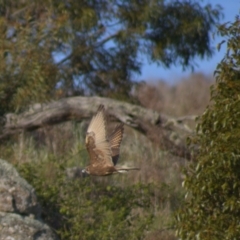 Falco berigora (Brown Falcon) at Cook, ACT - 8 Oct 2021 by Amy