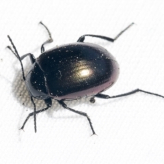 Chalcopteroides spectabilis (Rainbow darkling beetle) at Scullin, ACT - 4 Oct 2021 by AlisonMilton