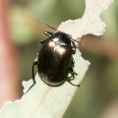 Chalcopteroides spectabilis at Scullin, ACT - 4 Oct 2021