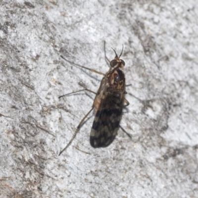 Sylvicola dubius (Wood-gnat) at Higgins, ACT - 4 Oct 2021 by AlisonMilton