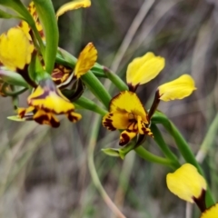 Diuris semilunulata (Late Leopard Orchid) at Denman Prospect, ACT - 10 Oct 2021 by RobG1