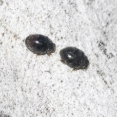 Coccinellidae (family) (Unidentified lady beetle) at Higgins, ACT - 4 Oct 2021 by AlisonMilton