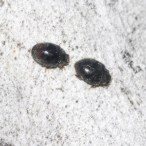 Coccinellidae (family) at Higgins, ACT - 4 Oct 2021