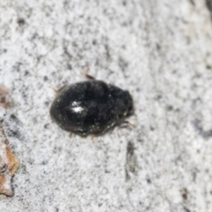 Coccinellidae (family) at Higgins, ACT - 4 Oct 2021