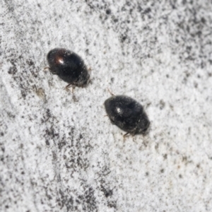 Coccinellidae (family) at Higgins, ACT - 4 Oct 2021