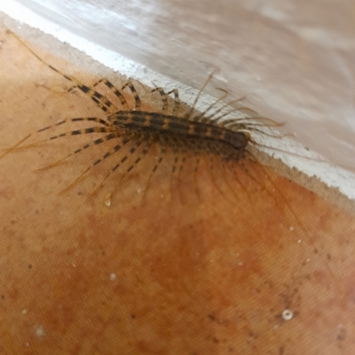 Scutigeridae (family) (A scutigerid centipede) at QPRC LGA - 10 Oct 2021 by Liam.m