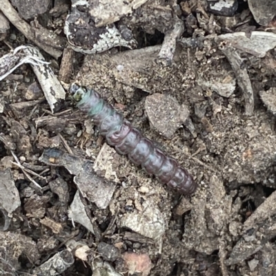 Unverified Insect at Jerrabomberra, NSW - 10 Oct 2021 by SteveBorkowskis