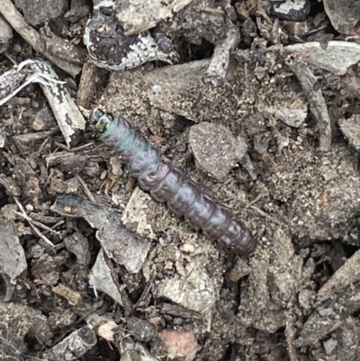 Unidentified Insect at Mount Jerrabomberra QP - 10 Oct 2021 by SteveBorkowskis